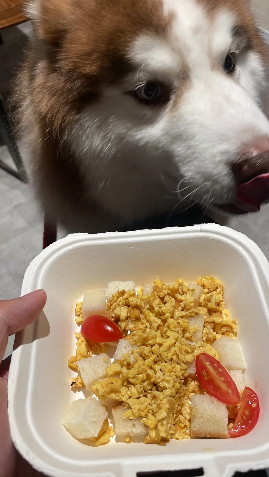 免費寵物餐：炒蛋、吐司與小蕃茄